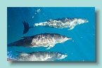 169_Great Keppel Dolphins